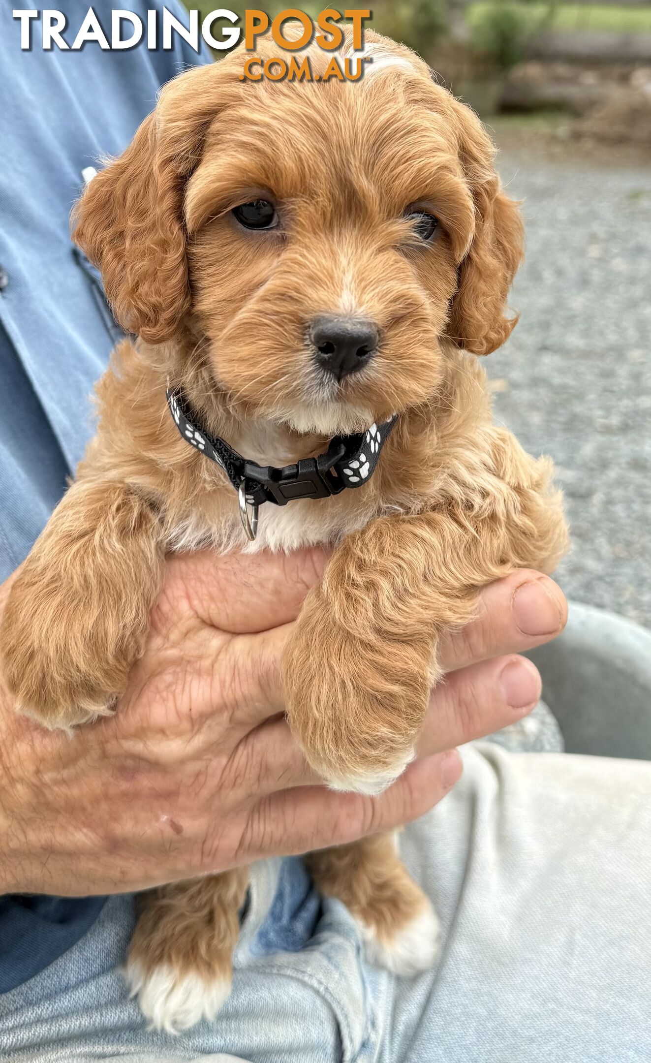 Spoodle Puppies