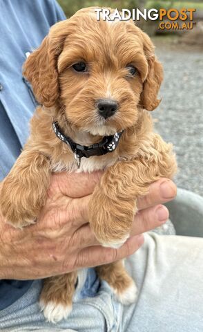 Spoodle Puppies