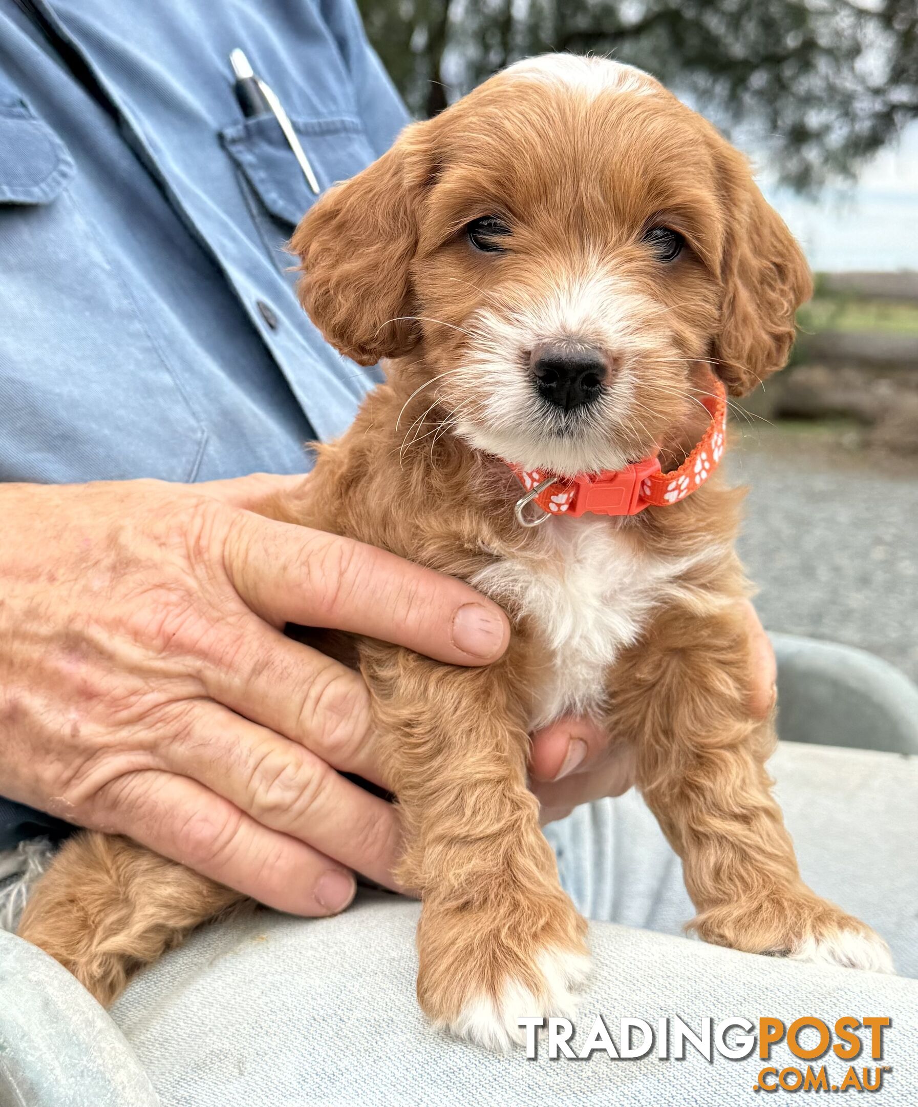 Spoodle Puppies