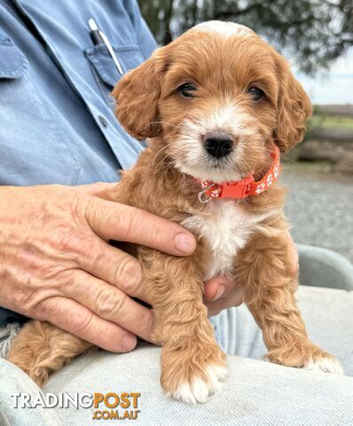 Spoodle Puppies