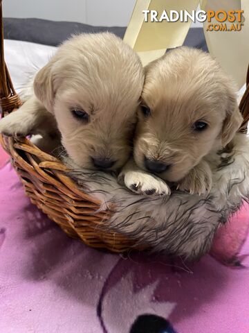 Outstanding Imported Bloodlines Purebred Golden Retrievers