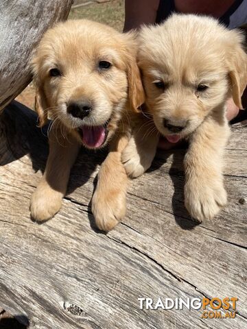 Outstanding Imported Bloodlines Purebred Golden Retrievers