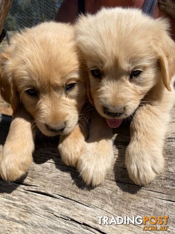 Outstanding Imported Bloodlines Purebred Golden Retrievers