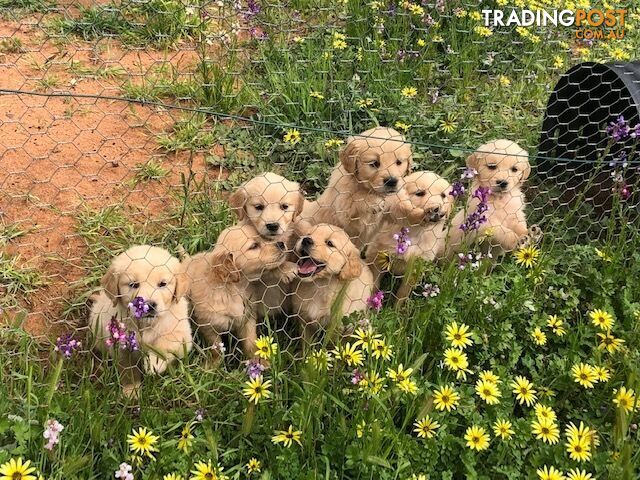 Outstanding Imported Bloodlines Purebred Golden Retrievers