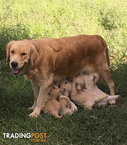 Outstanding Imported Bloodlines Purebred Golden Retrievers