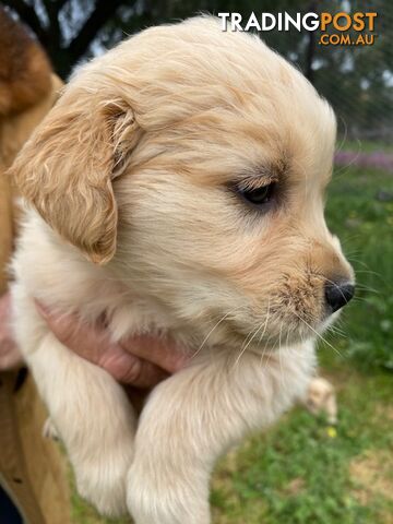 Outstanding Imported Bloodlines Purebred Golden Retrievers