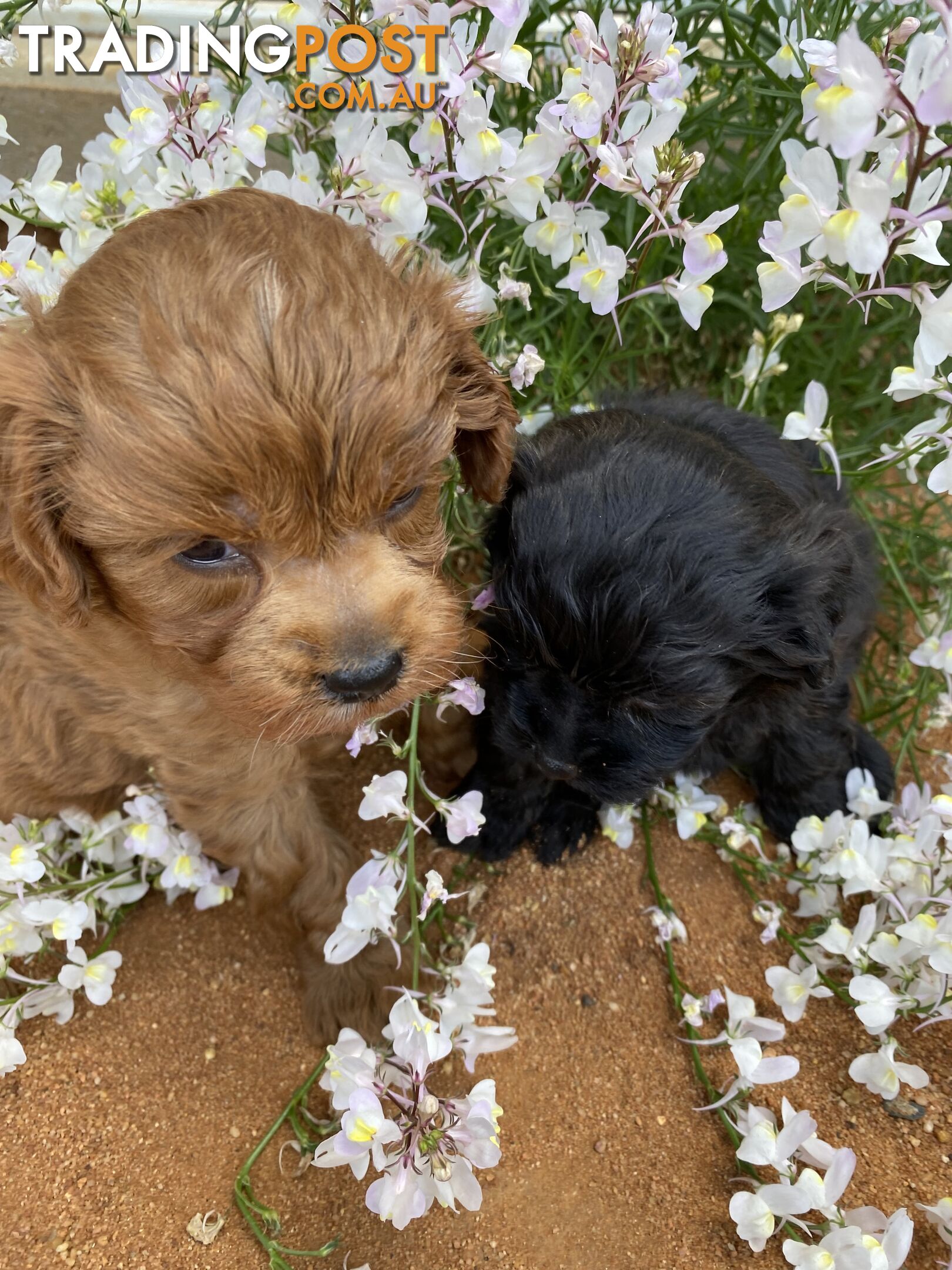 Gorgeous F1 Cavoodles