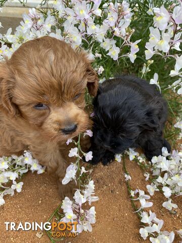 Gorgeous F1 Cavoodles