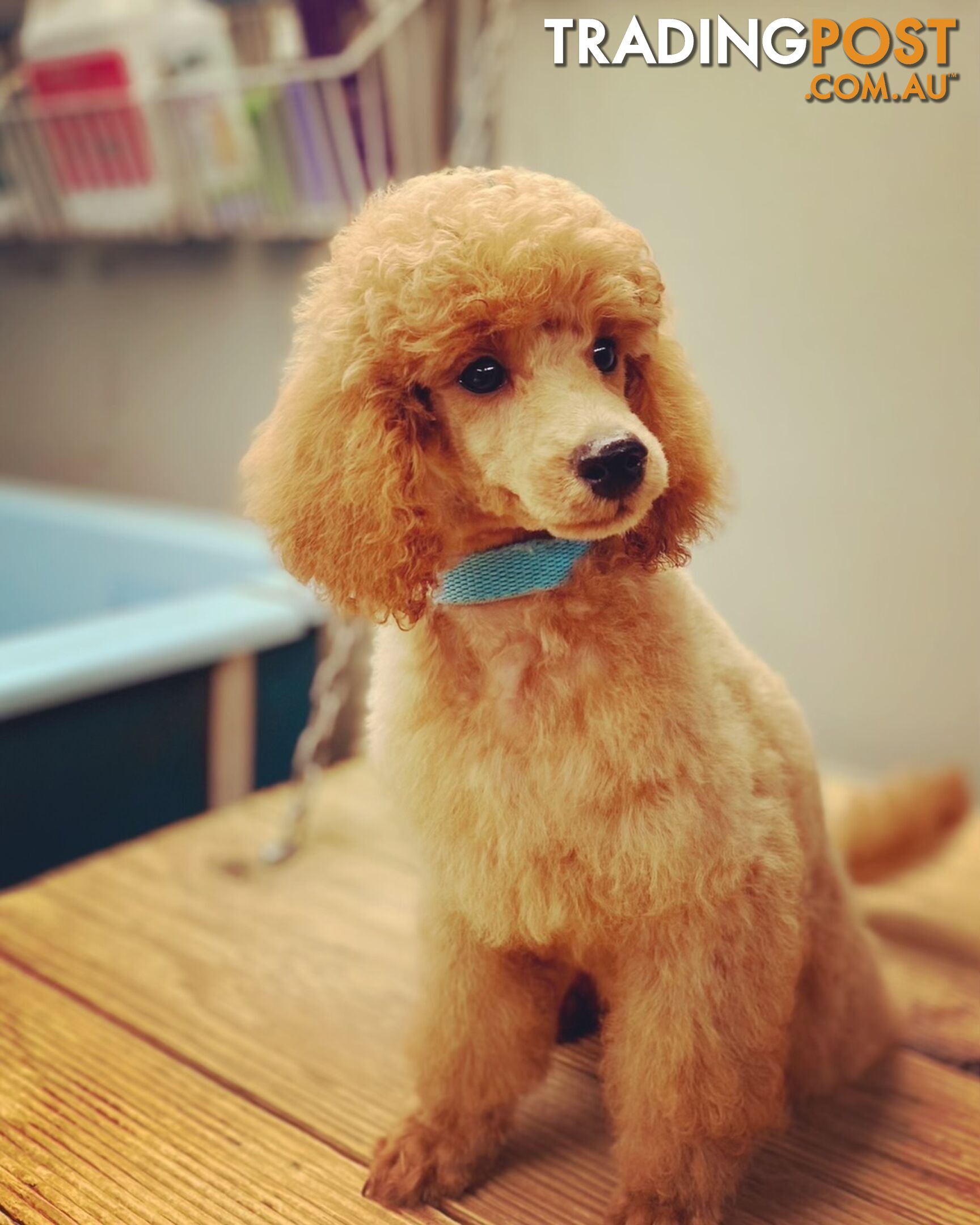 Gorgeous F1 Cavoodles