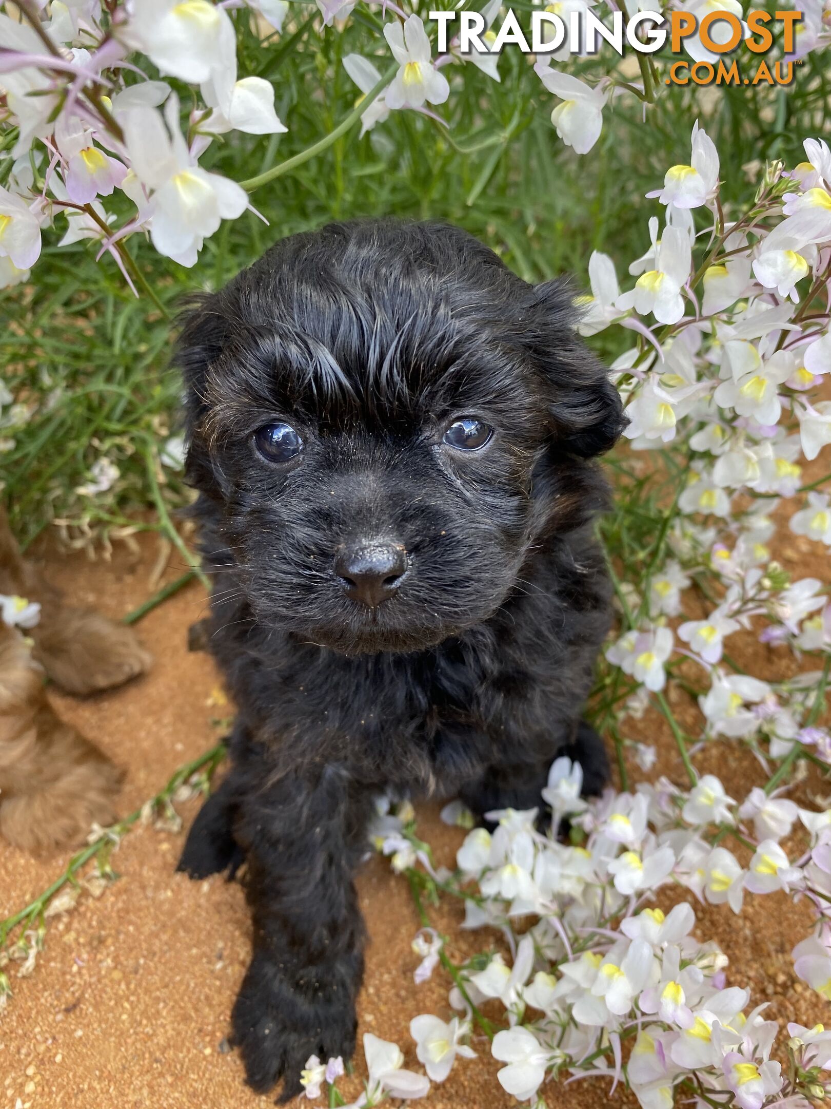 Gorgeous F1 Cavoodles