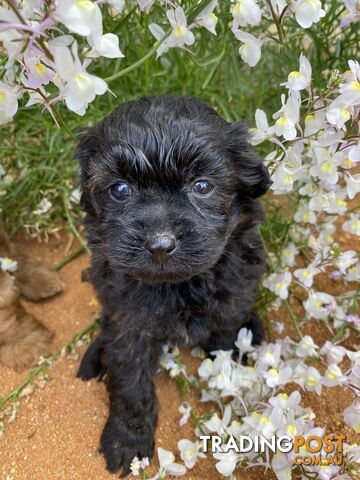 Gorgeous F1 Cavoodles