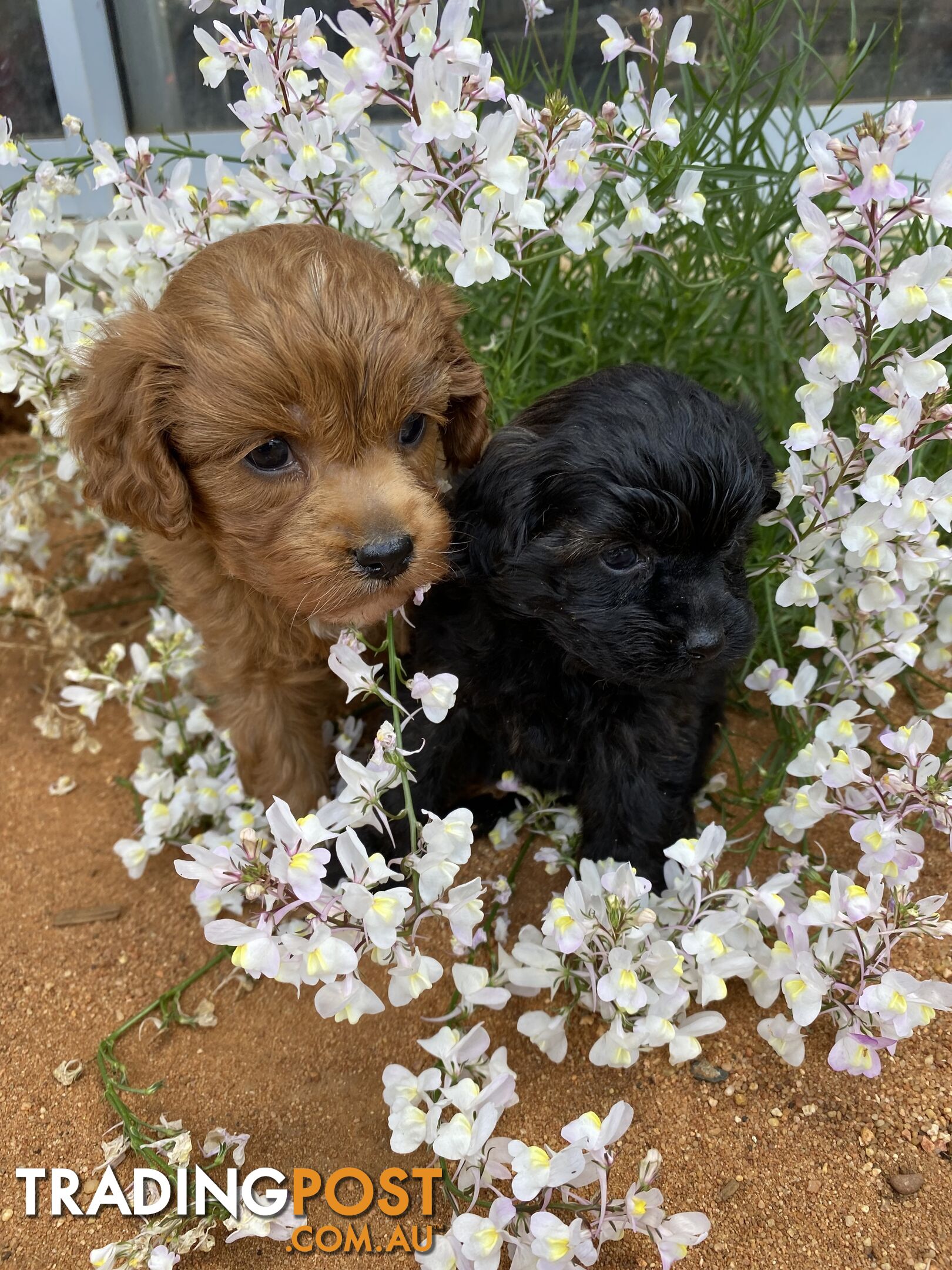 Gorgeous F1 Cavoodles