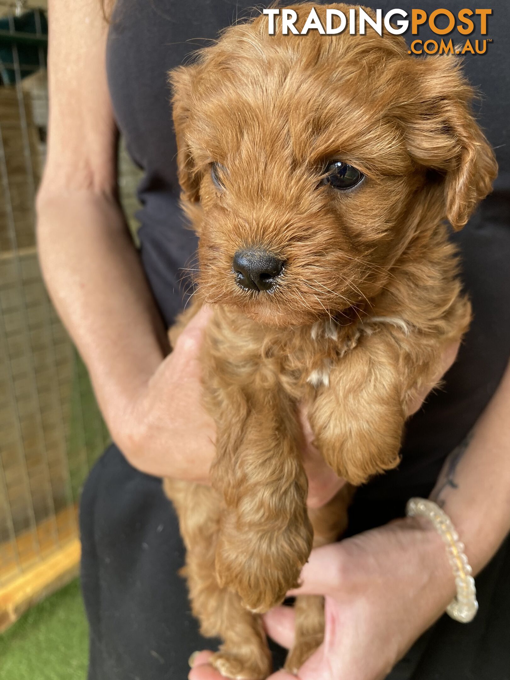 Gorgeous F1 Cavoodles