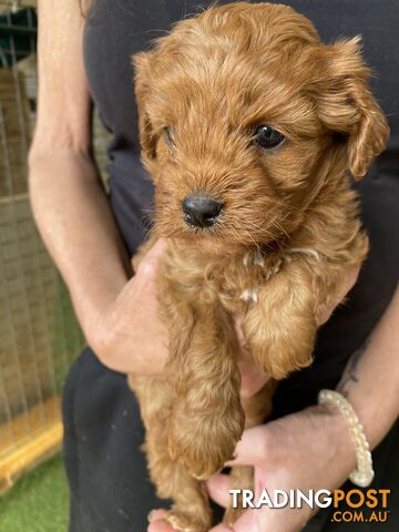 Gorgeous F1 Cavoodles