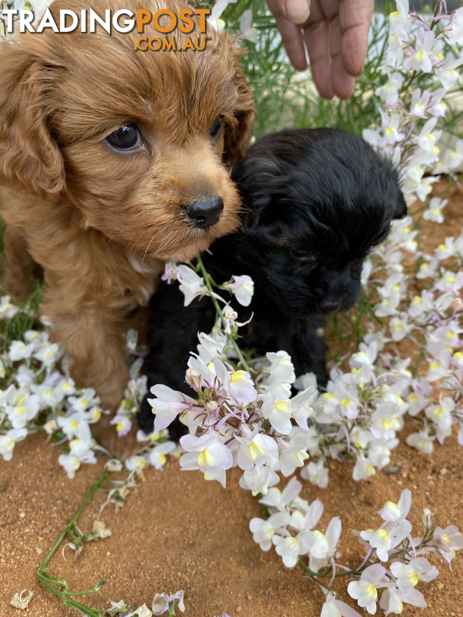 Gorgeous F1 Cavoodles