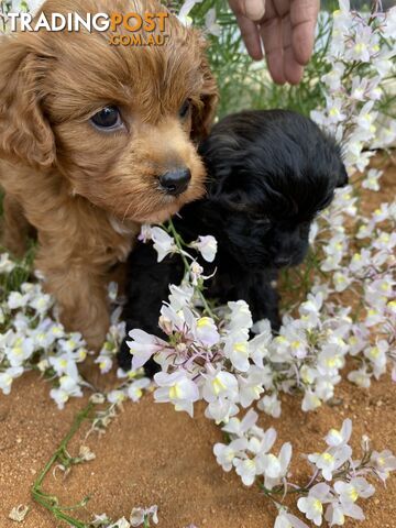 Gorgeous F1 Cavoodles