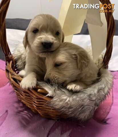 Outstanding Imported Bloodlines Purebred Golden Retrievers