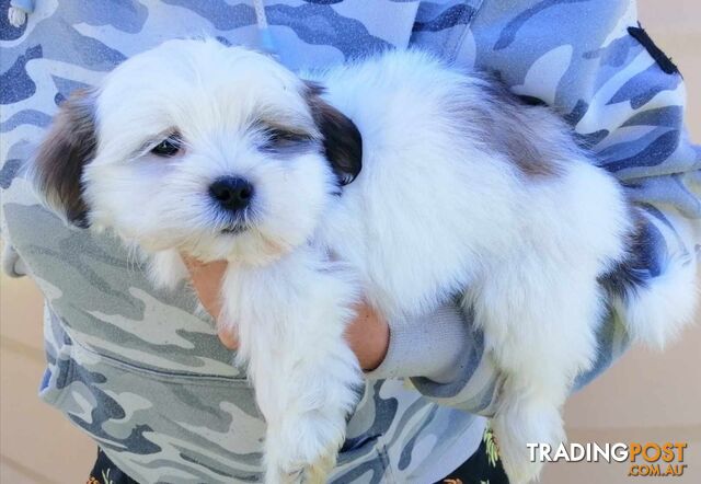 Maltese X Shih Tzu, Shitzu, Maltese, Malshi