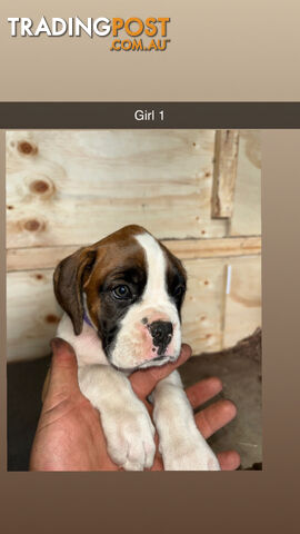 Boxer puppies