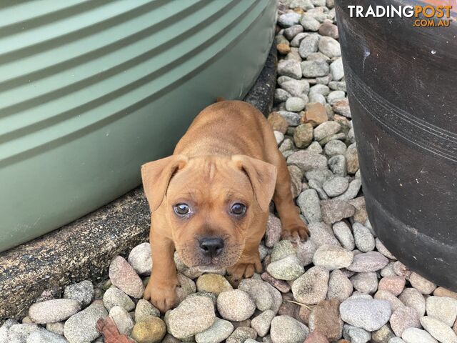 English Staffy Puppies