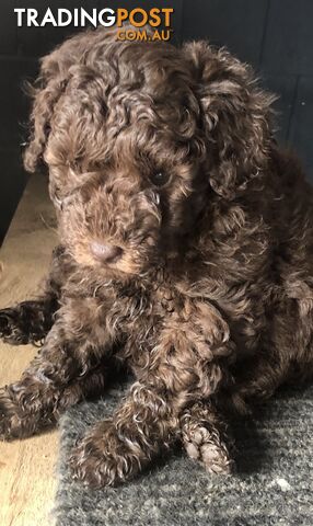 CHOCOLATE BROWN MALE TOY POODLE PUPPY