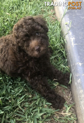 CHOCOLATE BROWN MALE TOY POODLE PUPPY