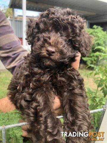 CHOCOLATE BROWN MALE TOY POODLE PUPPY