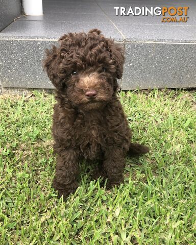 CHOCOLATE BROWN MALE TOY POODLE PUPPY