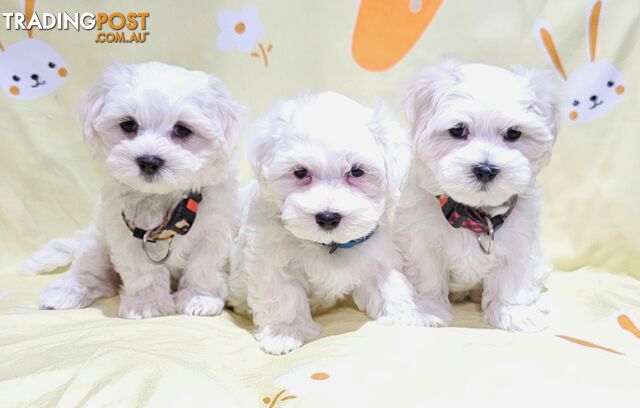 3 Beautiful Maltese X puppies available! 2 girls 1 boy