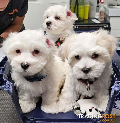 3 Beautiful Maltese X puppies available! 2 girls 1 boy