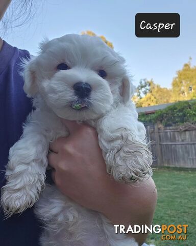 2 Beautiful Maltese X puppies available! 1 girl 1 boy