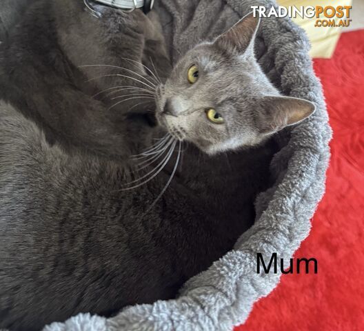 Russian Blue Kittens. Stunning and adorable 6 weeks - photo 3 of 3