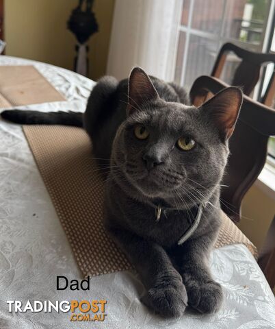 Russian Blue Kittens. Stunning and adorable 6 weeks - photo 2 of 3