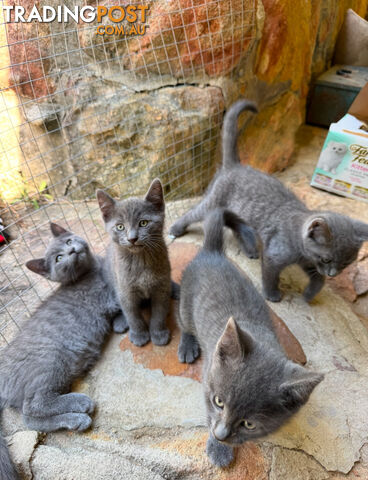 Russian Blue Kittens. Stunning and adorable 6 weeks