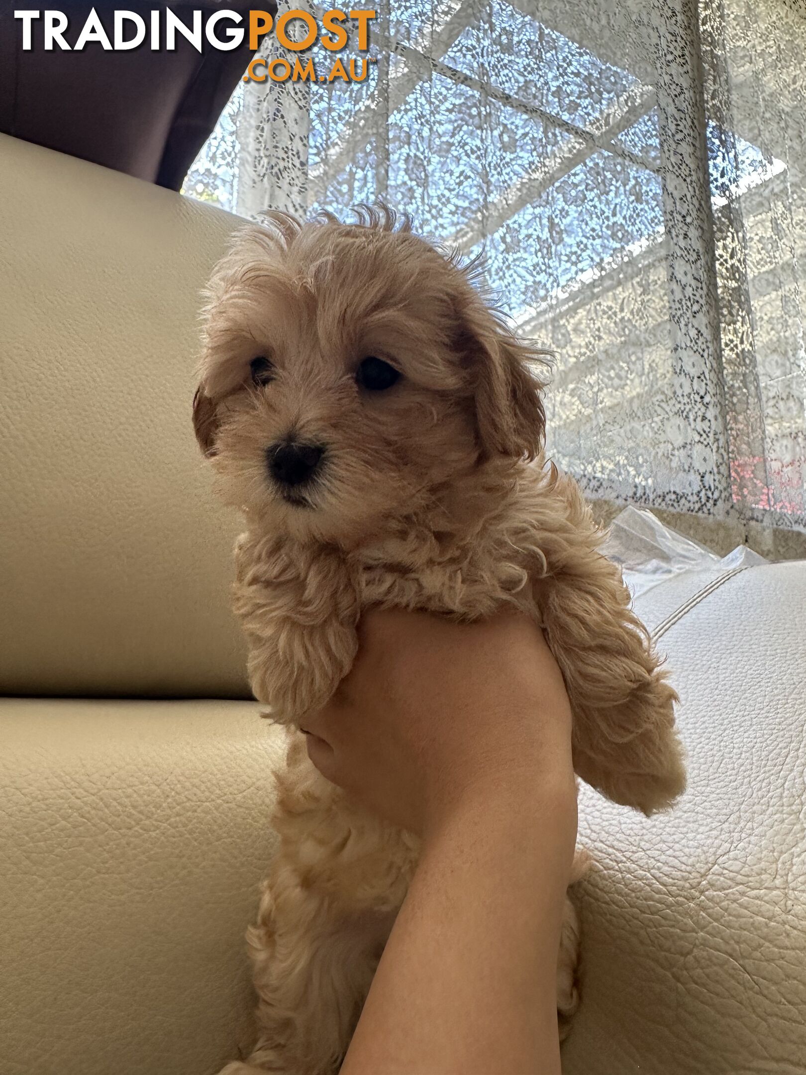 Maltipoo puppies - 8 weeks old vaccinated and microchipped