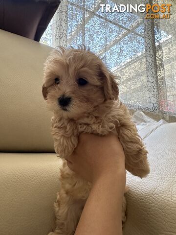 Maltipoo puppies - 8 weeks old vaccinated and microchipped