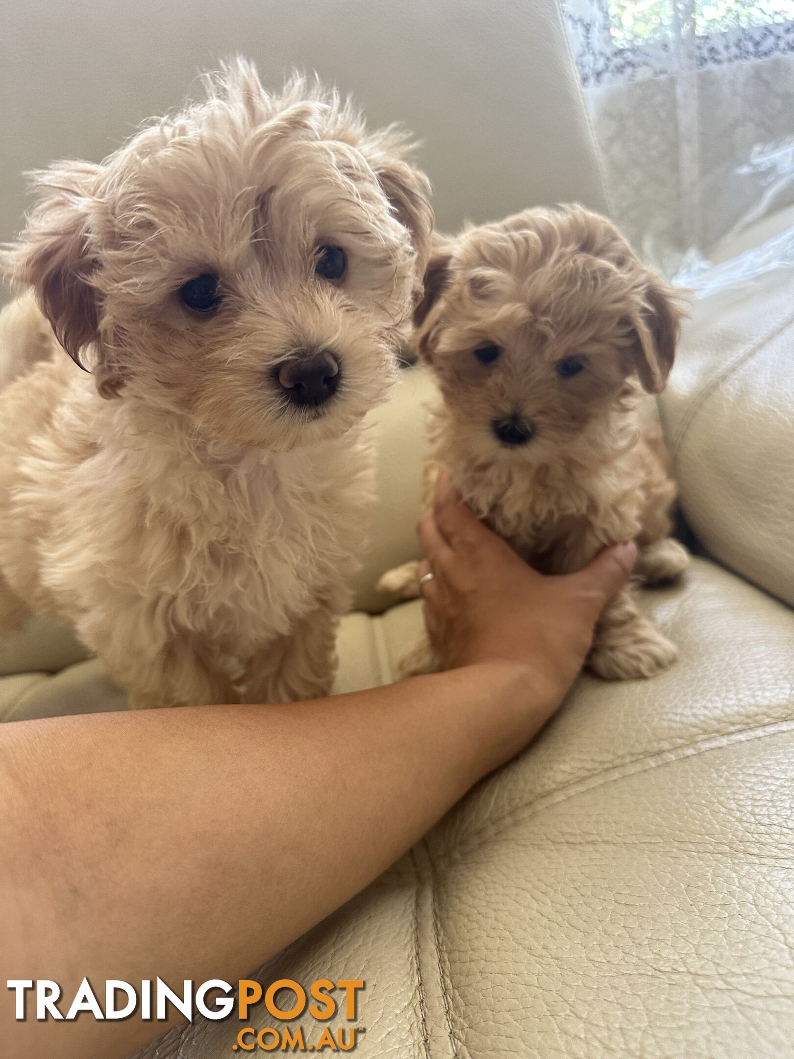 Maltipoo puppies - 8 weeks old vaccinated and microchipped