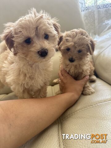 Maltipoo puppies - 8 weeks old vaccinated and microchipped