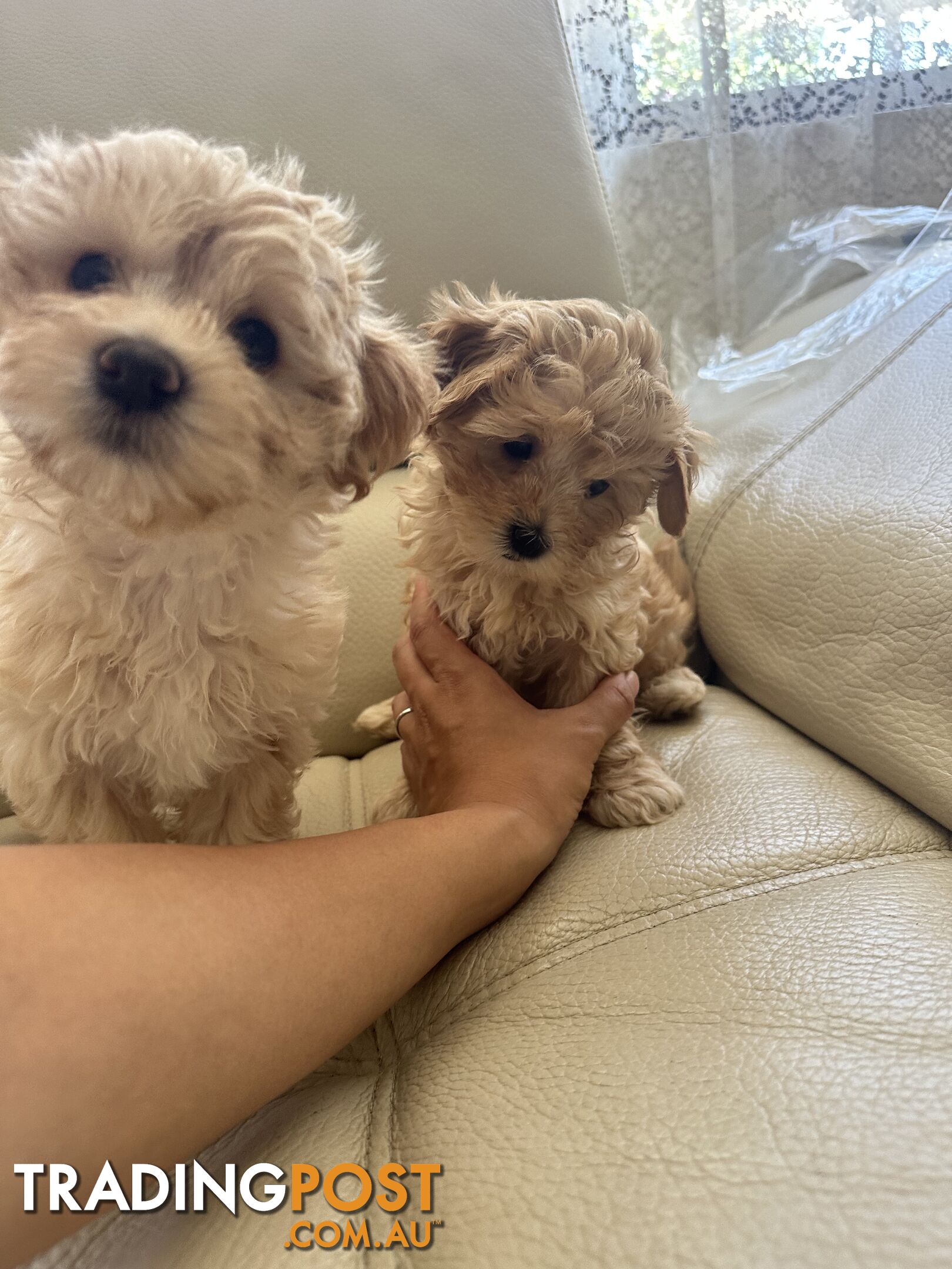 Maltipoo puppies - 8 weeks old vaccinated and microchipped