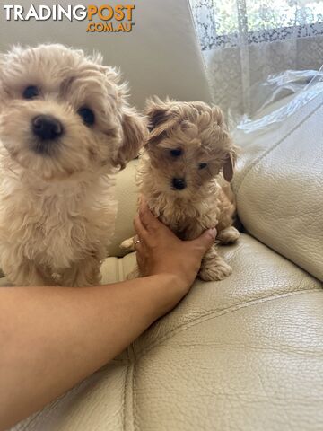 Maltipoo puppies - 8 weeks old vaccinated and microchipped