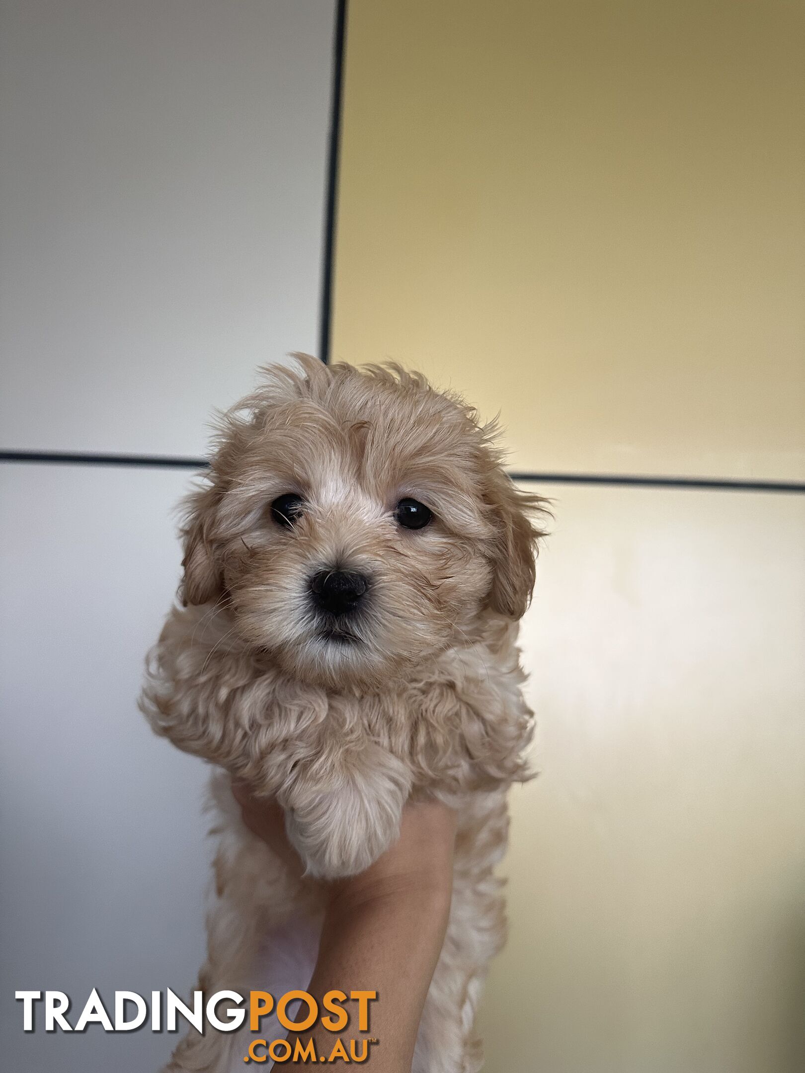 Maltipoo puppies - 8 weeks old vaccinated and microchipped