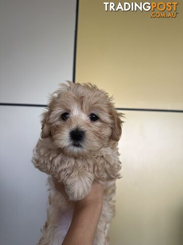 Maltipoo puppies - 8 weeks old vaccinated and microchipped