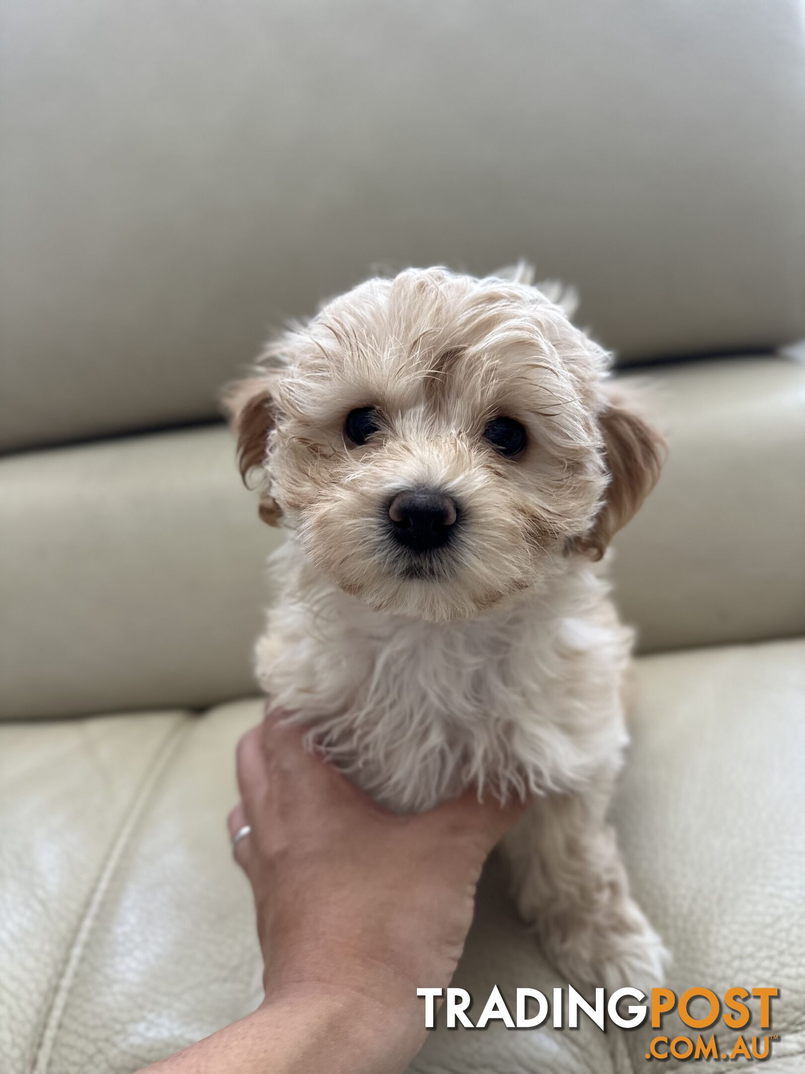 Maltipoo puppies - 8 weeks old vaccinated and microchipped