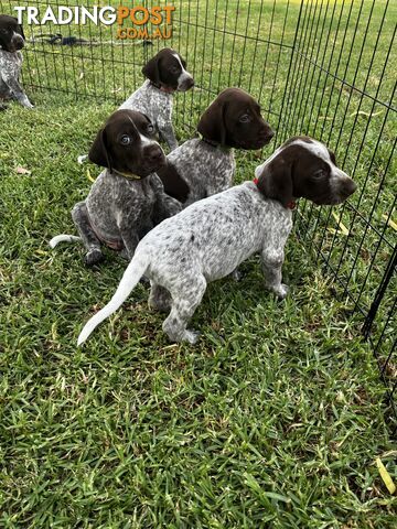 German Shorthaired Pointer Pups