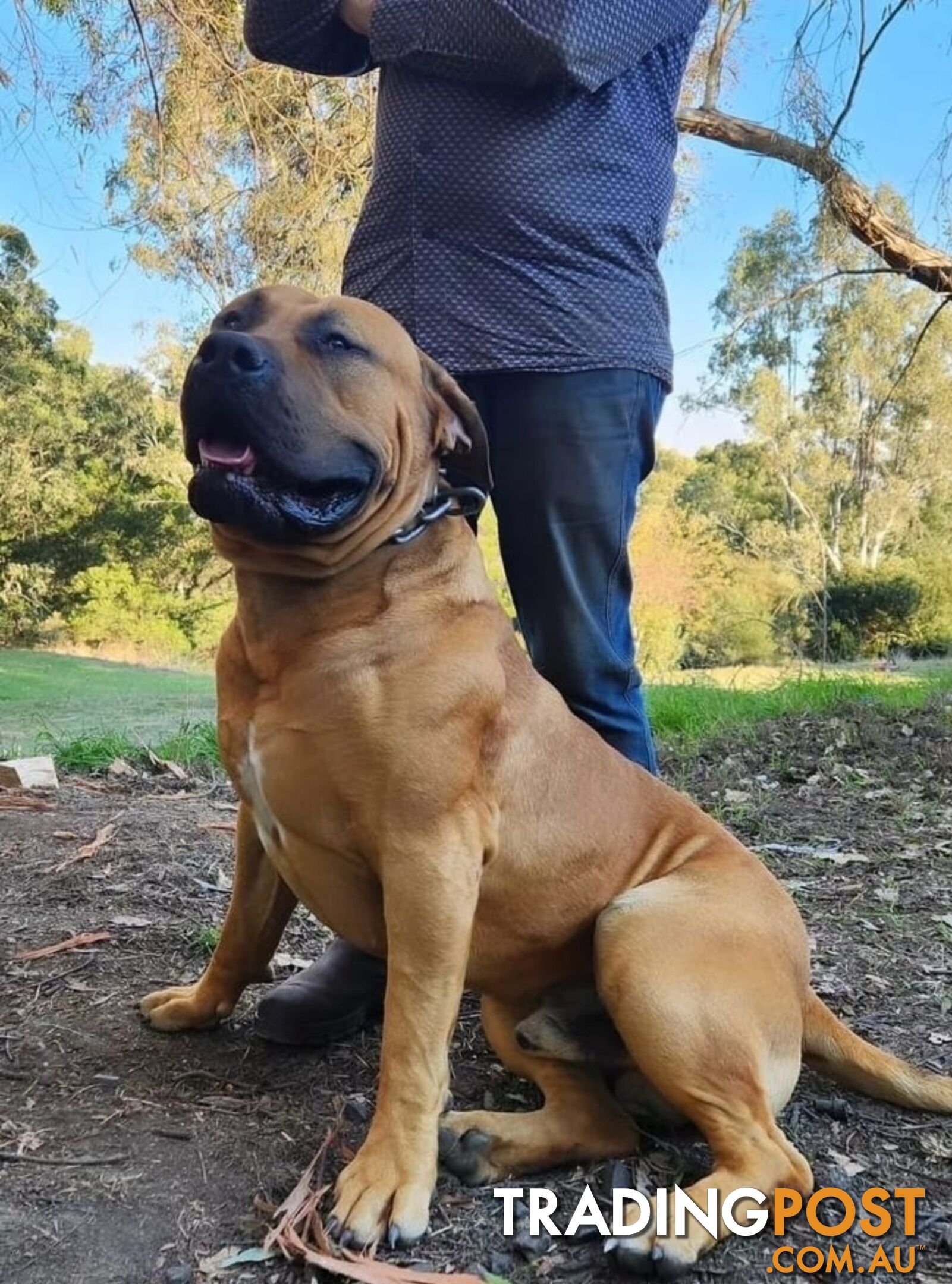 Puppy Boerboel