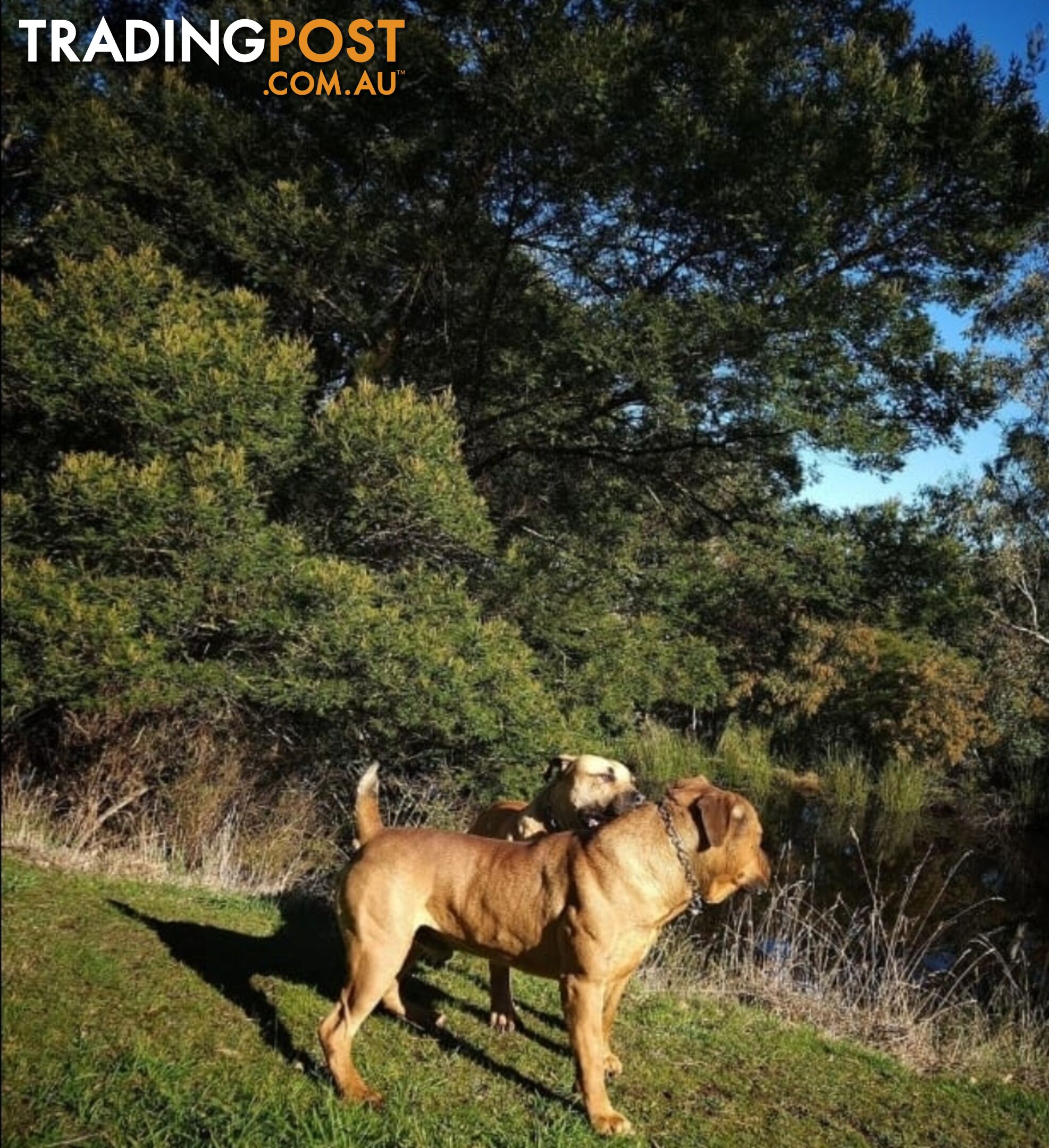 Puppy Boerboel