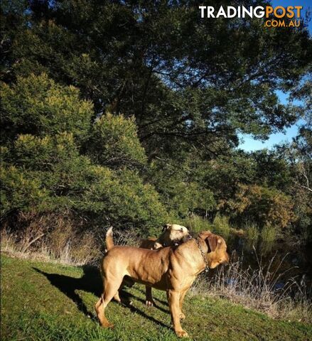 Puppy Boerboel