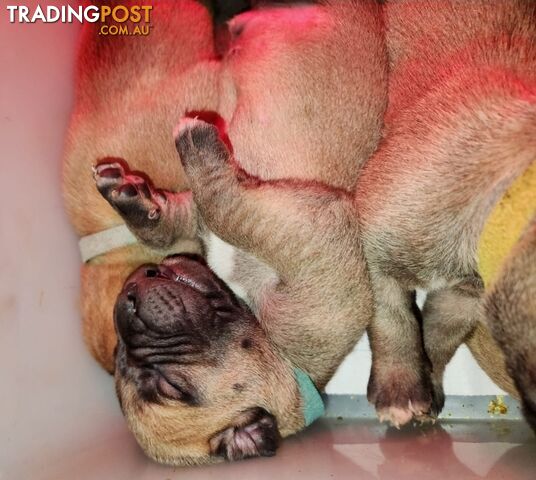 Puppy Boerboel