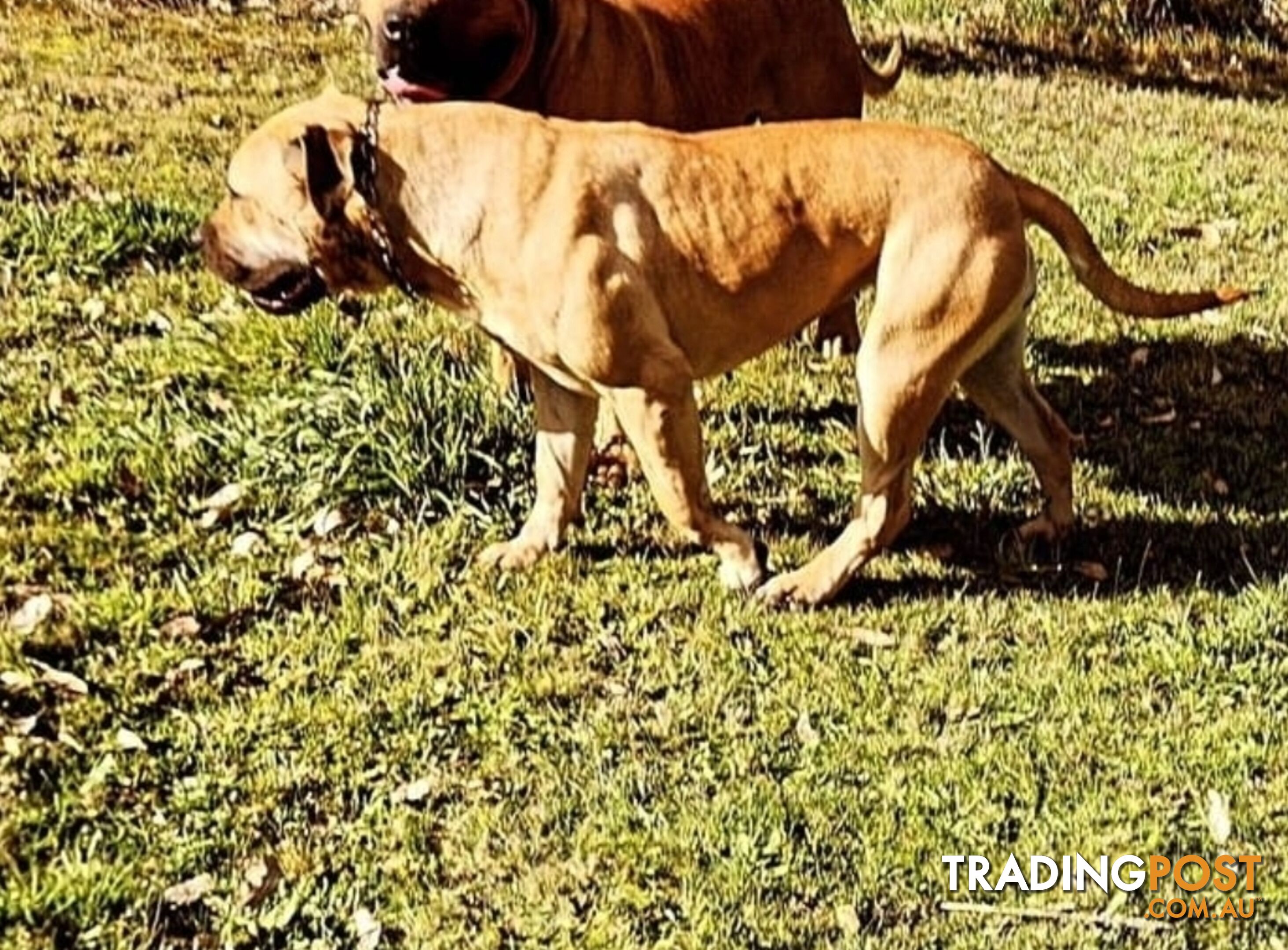 Puppy Boerboel