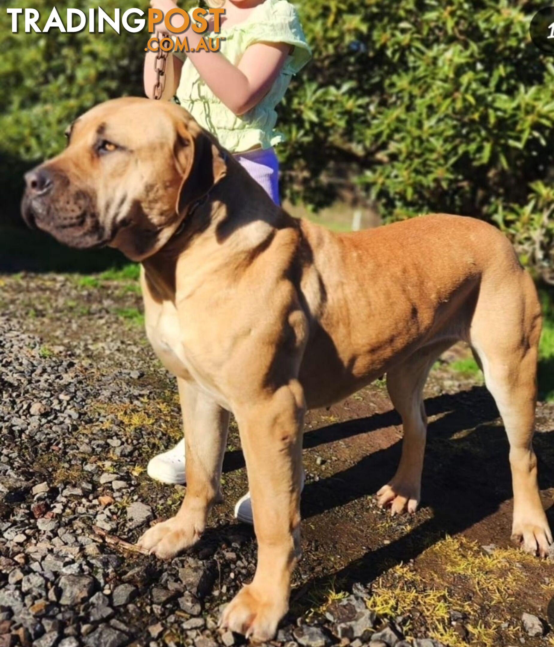 Puppy Boerboel